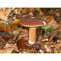 300 грамм Польский гриб (lat. Xerocomus badius)