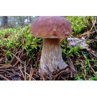 300 грамм Белый гриб березовый (lat. Boletus betulicola)