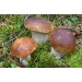 300 грамм Белый гриб березовый (lat. Boletus betulicola)