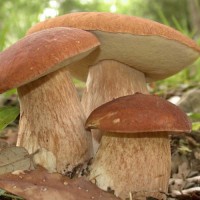 300 грамм Белый гриб дубовый (lat. Boletus quercicola)
