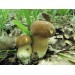 300 грамм Белый гриб дубовый (lat. Boletus quercicola) 300 грамм Белый гриб дубовый (lat. Boletus quercicola)