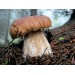 300 грамм Белый гриб еловый / Боровик (lat. Boletus edulis Bull) 300 грамм Белый гриб еловый / Боровик (lat. Boletus edulis Bull)