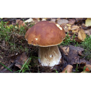 300 грамм Белый гриб еловый / Боровик (lat. Boletus edulis Bull)