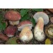 300 грамм Белый гриб сосновый (lat. Boletus pinophilus)