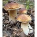 300 грамм Белый гриб сосновый (lat. Boletus pinophilus)