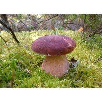 300 грамм Белый гриб сосновый (lat. Boletus pinophilus)