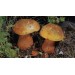 300 грамм Дубовик оливко-бурый (lat.Boletus luridus)