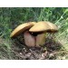 300 грамм Дубовик оливко-бурый (lat.Boletus luridus)