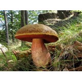 300 грамм Дубовик оливко-бурый (lat.Boletus luridus)