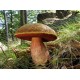 300 грамм Дубовик оливко-бурый (lat.Boletus luridus)