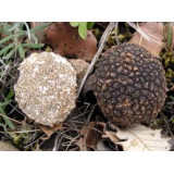 300 грамм Трюфель черный (lat. Tuber melanosporum)