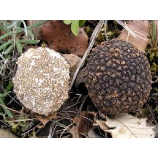 300 грамм Трюфель черный (lat. Tuber melanosporum)