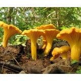 300 грамм Лисичка желтая (lat. Cantharellus cibarius)