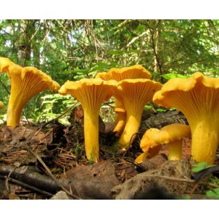 300 грамм Лисичка желтая (lat. Cantharellus cibarius)