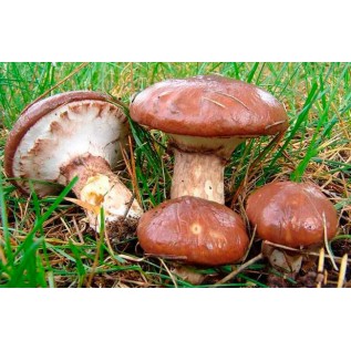 300 грамм Масленок обыкновенный (lat. Pholis gunnellus)