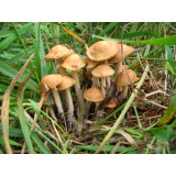 300 грамм Опенок луговой (lat. Marasmius oreades)