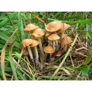 300 грамм Опенок луговой (lat. Marasmius oreades)