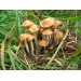300 грамм Опенок луговой (lat. Marasmius oreades)