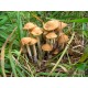 300 грамм Опенок луговой (lat. Marasmius oreades)