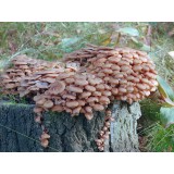 300 грамм Опенок осенний (lat. Armillaria mellea)
