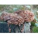300 грамм Опенок осенний (lat. Armillaria mellea)