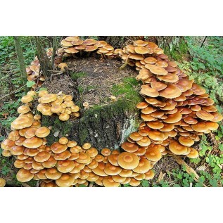 300 грамм Опенок летний (lat. Kuehneromyces Mutabilis)