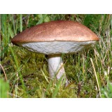 300 грамм Подберезовик обыкновенный (lat. Leccinum scabrum)