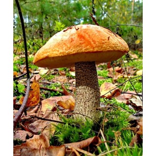 300 грамм Подосиновик обыкновенный (lat. Leccinum aurantiacum)