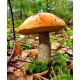 300 грамм Подосиновик обыкновенный (lat. Leccinum aurantiacum)