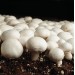 300 грамм Шампиньон двуспоровый / обыкновенный (lat. Agaricus bisporus)