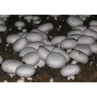 300 грамм Шампиньон двуспоровый / обыкновенный (lat. Agaricus bisporus)