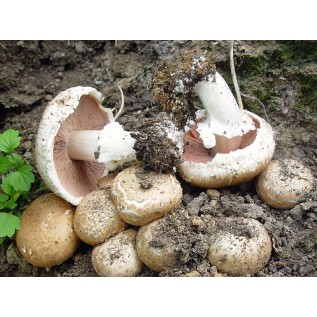 300 грамм Шампиньон садовый (lat. Agaricus hortensis)