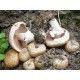300 грамм Шампиньон садовый (lat. Agaricus hortensis)