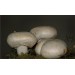 300 грамм Шампиньон садовый (lat. Agaricus hortensis)