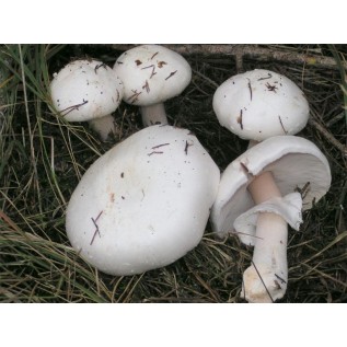 300 грамм Шампиньон белоснежный (lat. Agaricus nivescens)