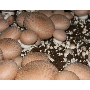 300 грамм Шампиньон королевский (lat. Agaricus bisporus)