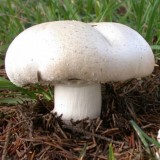 300 грамм Шампиньон крупноплодный (lat. Agaricus macrocarpus)