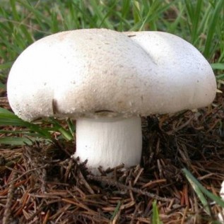300 грамм Шампиньон крупноплодный (lat. Agaricus macrocarpus)