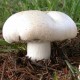 300 грамм Шампиньон крупноплодный (lat. Agaricus macrocarpus)
