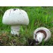 300 грамм Шампиньон крупноплодный (lat. Agaricus macrocarpus)