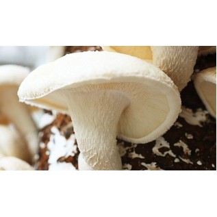 300 грамм Шиитаке белый китайский (lat. Lentinula edodes)