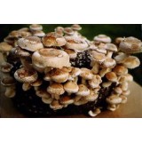 300 грамм Шиитаке 370 (lat. Lentinula edodes)