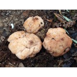 300 грамм Трюфель белый (lat. Сhoiromyces venosus)