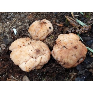 300 грамм Трюфель белый (lat. Сhoiromyces venosus)