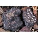 300 грамм Трюфель черный (lat. Tuber melanosporum) 300 грамм Трюфель черный (lat. Tuber melanosporum)