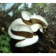 300 грамм Вешенка белая (lat. Pleurotus pulmonarius)