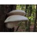 300 грамм Вешенка дубовая (lat. Pleurotus dryinus) 300 грамм Вешенка дубовая (lat. Pleurotus dryinus)