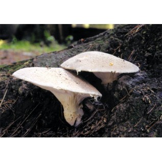 300 грамм Вешенка дубовая (lat. Pleurotus dryinus)