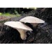 300 грамм Вешенка дубовая (lat. Pleurotus dryinus) 300 грамм Вешенка дубовая (lat. Pleurotus dryinus)