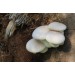 300 грамм Вешенка дубовая (lat. Pleurotus dryinus) 300 грамм Вешенка дубовая (lat. Pleurotus dryinus)
